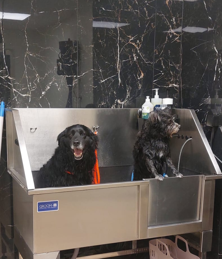Verzorgde hond