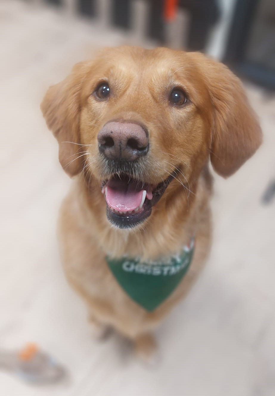 Verzorgde hond